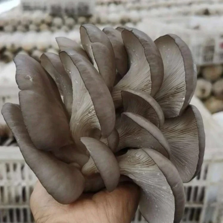 平菇1斤（450-550g）