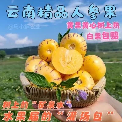 (树上熟圆果)云南石林人参果黄心黄肉超甜新鲜应季水果整箱批发