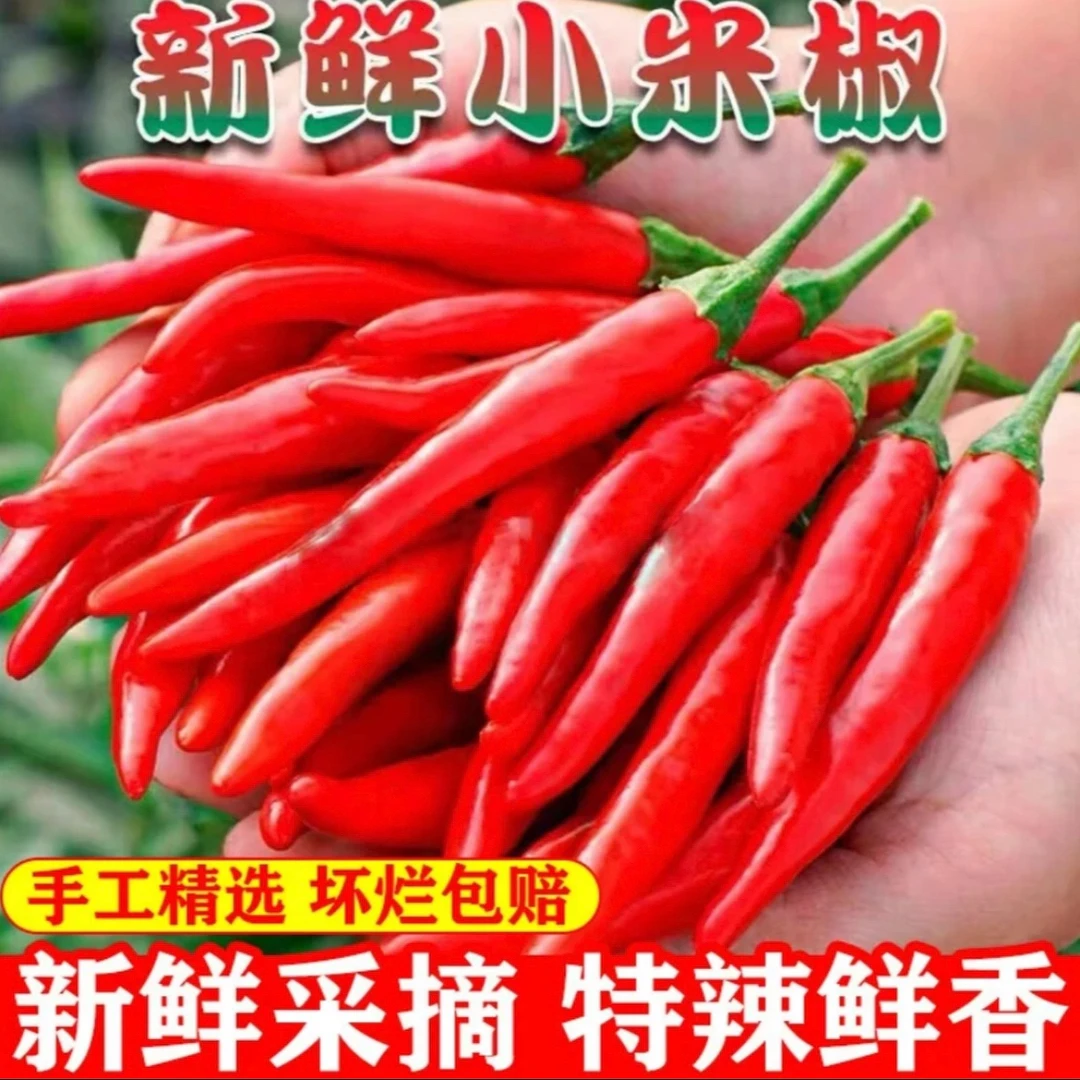 云南新鲜小米辣朝天椒红辣椒特辣辣椒巨辣指天椒可做泡椒剁椒餐饮