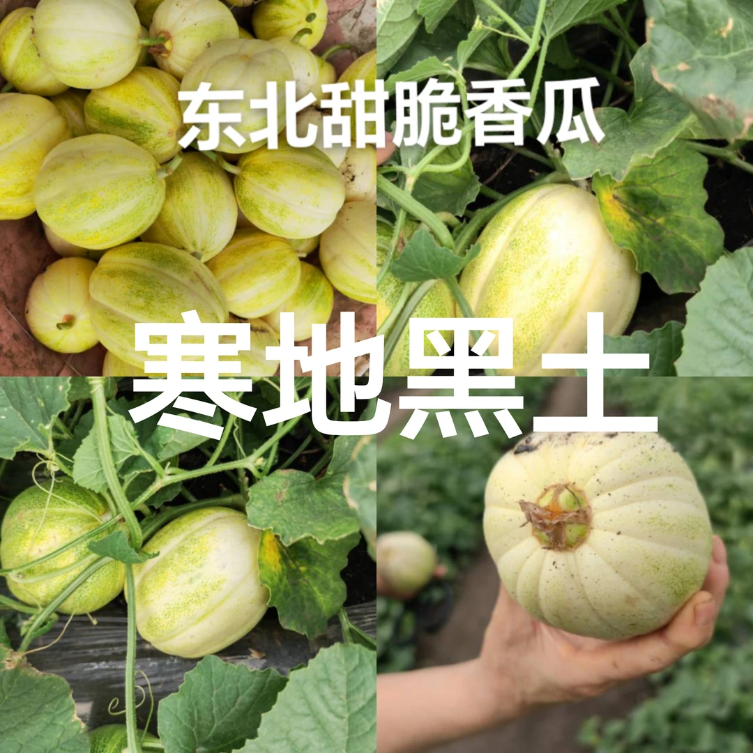 东北香瓜4.7-5斤顺丰（包邮）