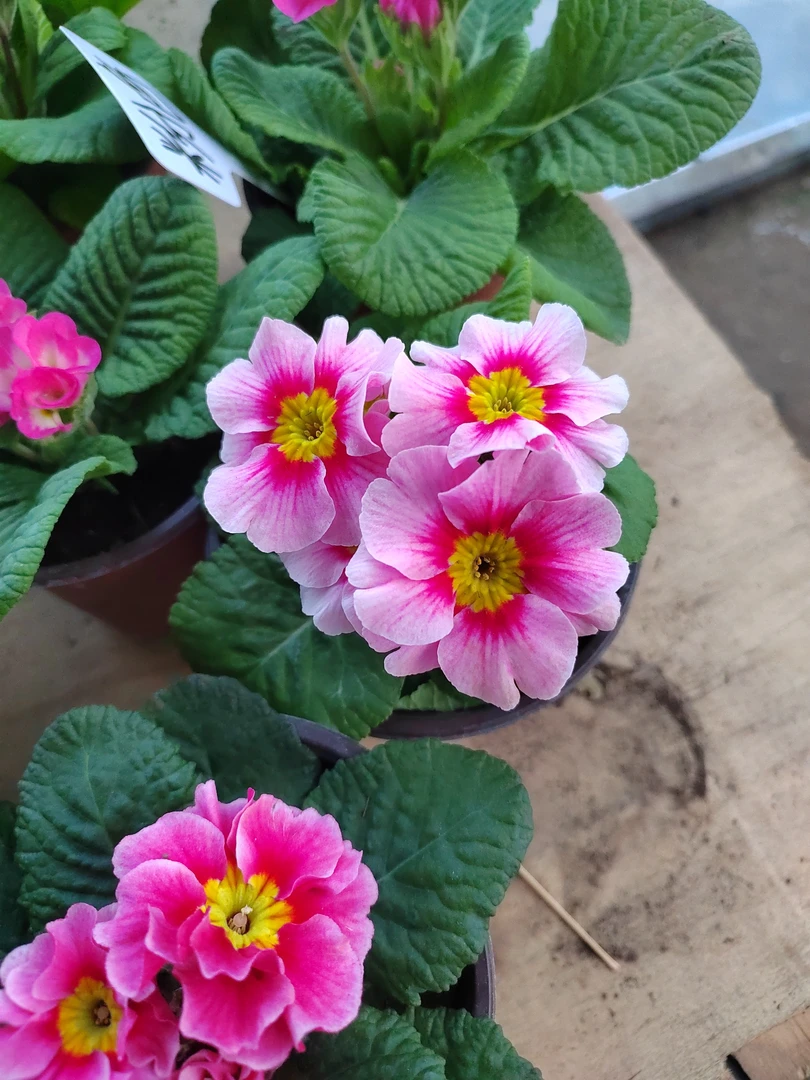 欧洲盆栽基地直发净化空气耐寒庭院阳台室内花卉报春花