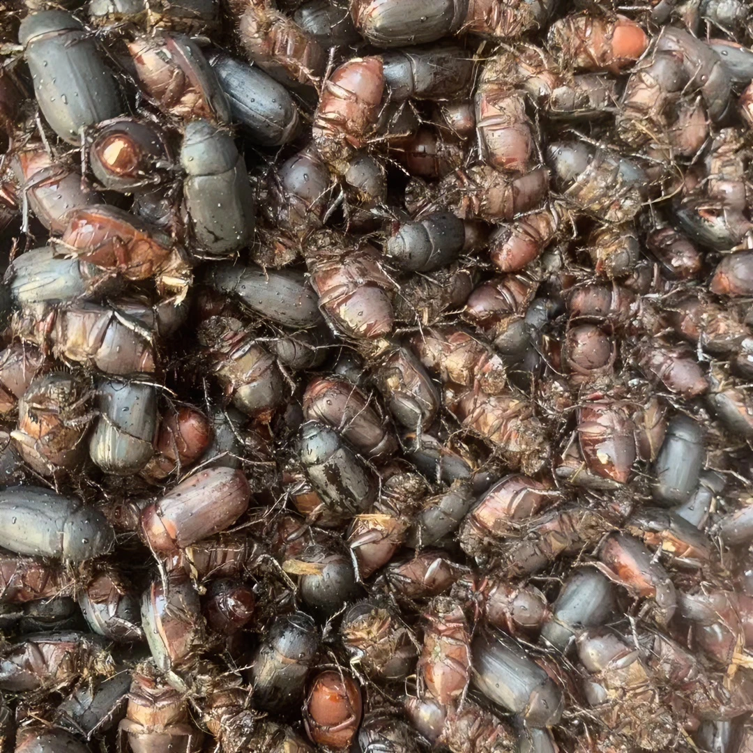 黑鲁追胖小子黑色金龟子绿色金龟子新鲜速冻冷冻发货