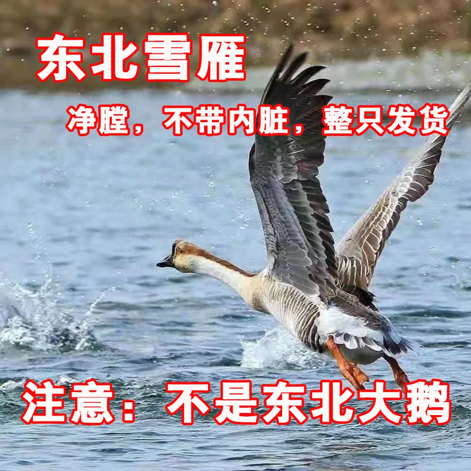 【买一只送一只】散养单只4.3斤左右白条鹅冷冻发货精选肉质大雁鹅