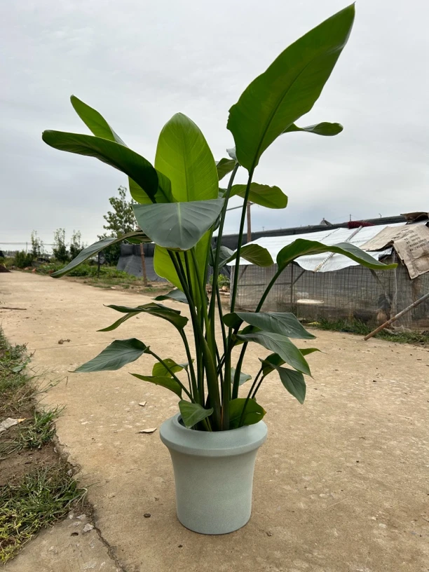 天堂鸟大型绿色植物，净化空气吸甲醛客厅