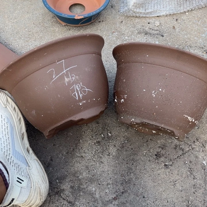 红陶20CM（含）-50CM（不含）