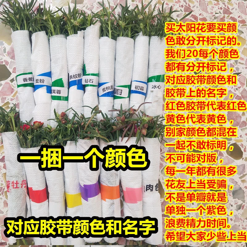 进口新品太阳花苗重瓣大花松叶牡丹四季开花宿根生太阳花盆栽