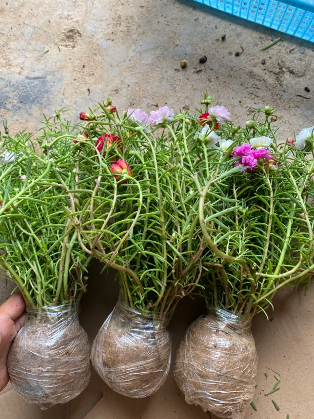 宿根重瓣太阳花带根枝条混色10色带土发18-20根