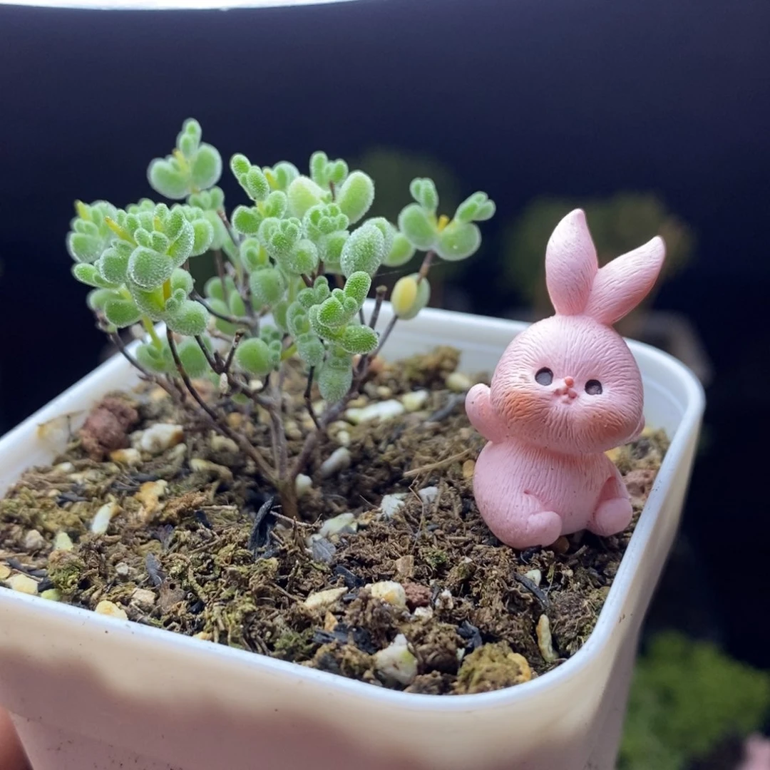 舞*23号实生莱斯枝干多肉