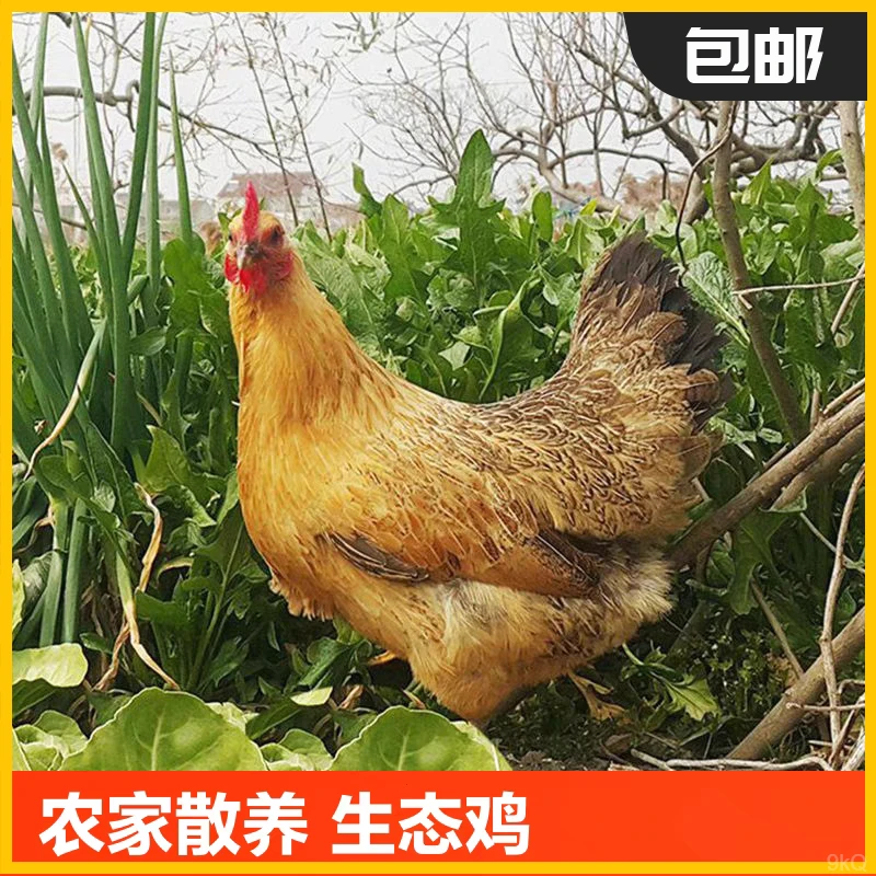 【拍一只发三只】散养鸡走地鸡三黄鸡林地散养现宰现发营养农家土鸡