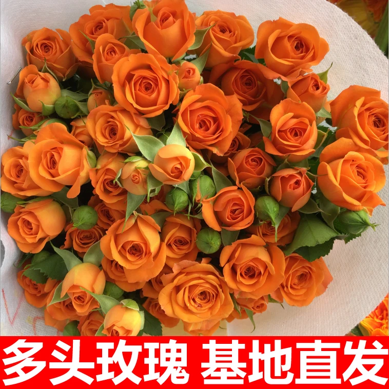 【小扬哥推荐】多头小玫瑰泡泡云南直发鲜花花束速递同城橙色芭比