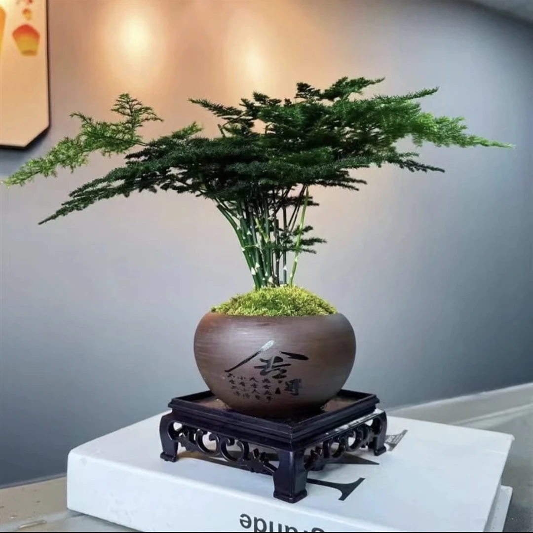 舍得盆文竹文雅之竹盆栽绿植花卉禅意竹盆栽