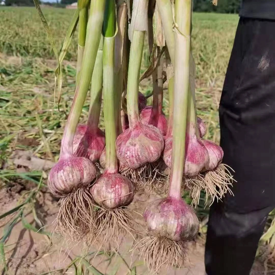 田丰一号高产大蒜 抗病能力强 不早衰 个头均匀 产量高 红皮紫瓣