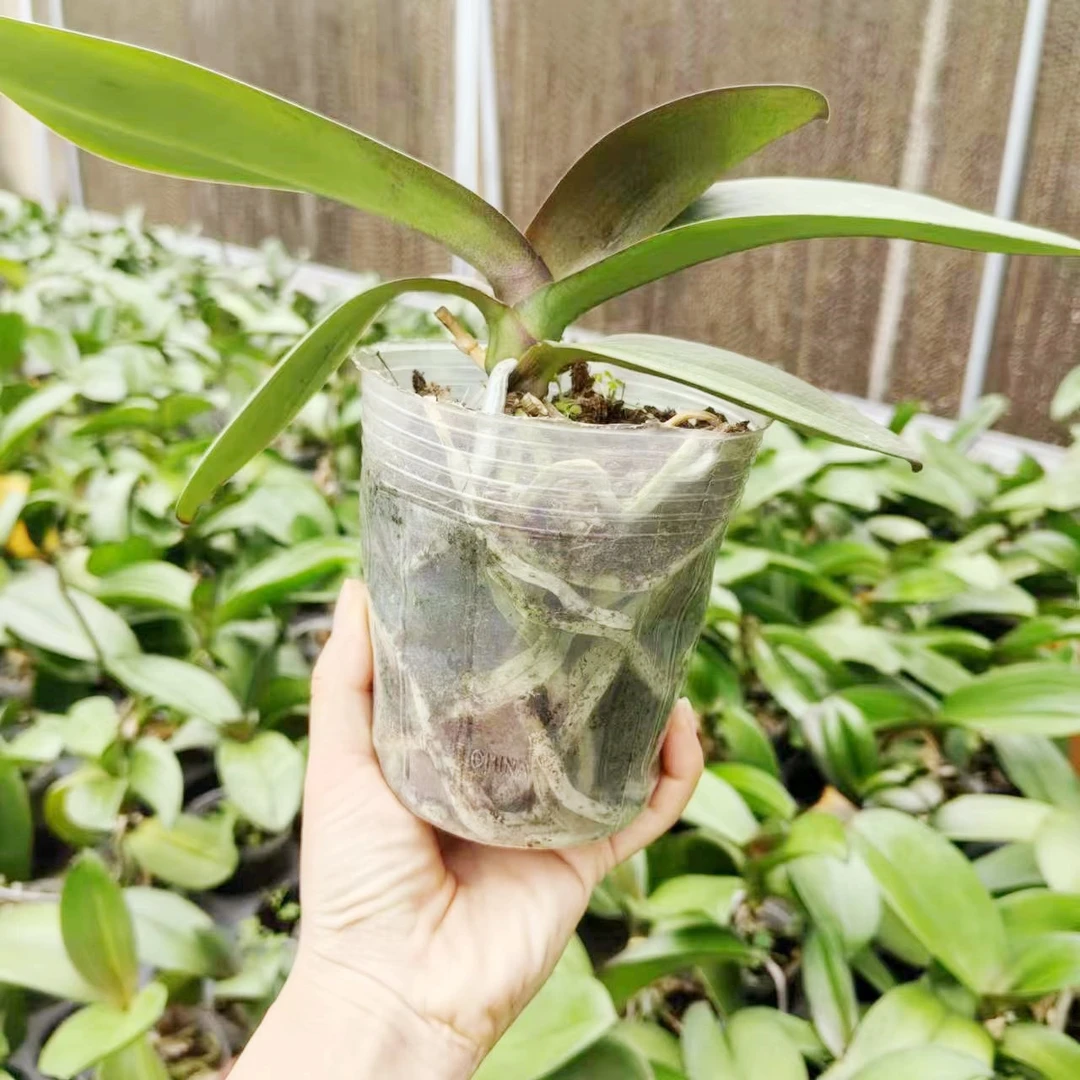 宠粉福利，蝴蝶兰品种随机，有叶损不售后，中通发货