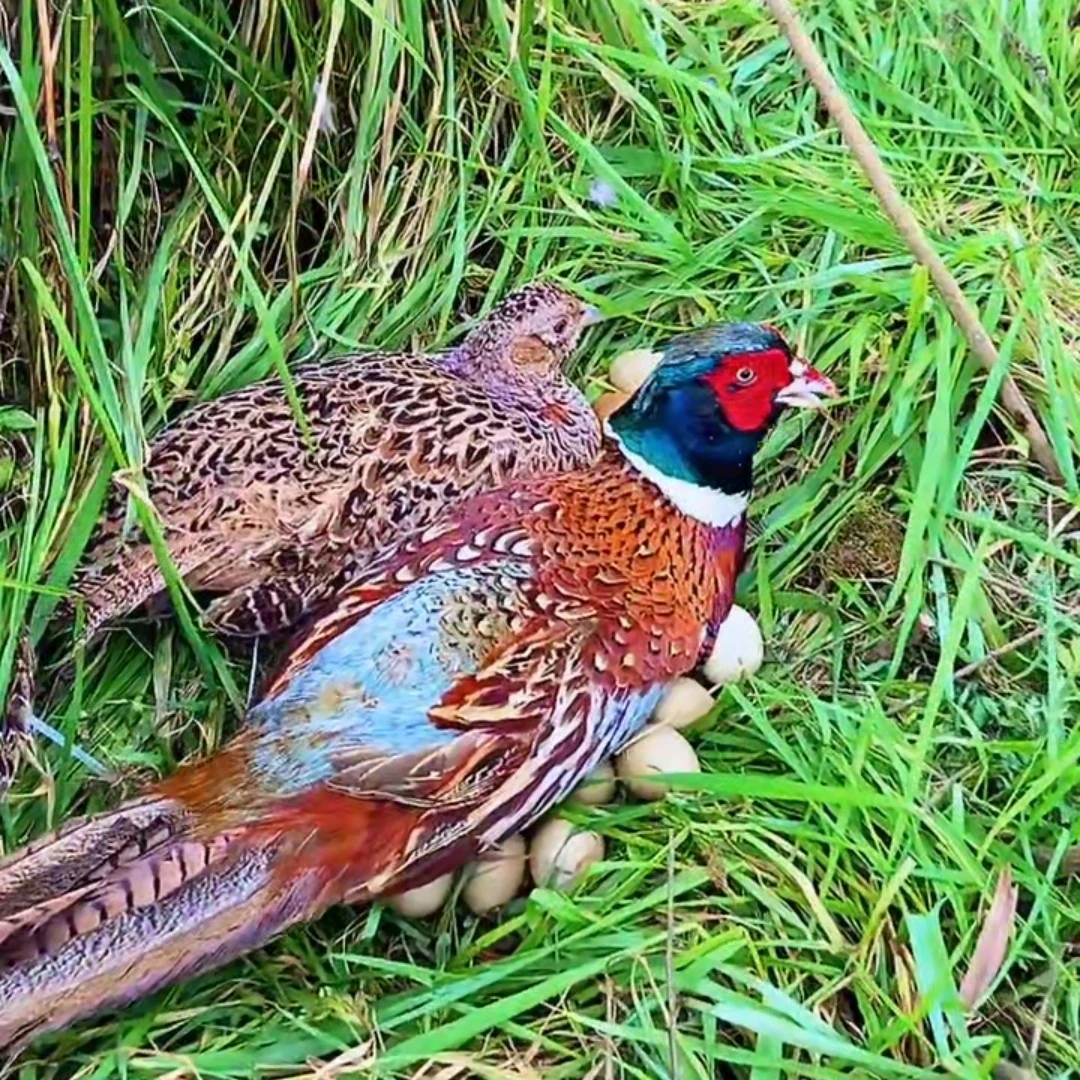 (三只母鸡)  七彩山鸡