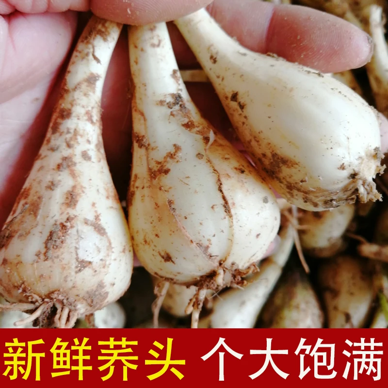 江西荞头新鲜藠头现挖无根须无叶生叫头农家自种茭头教头乔头包邮