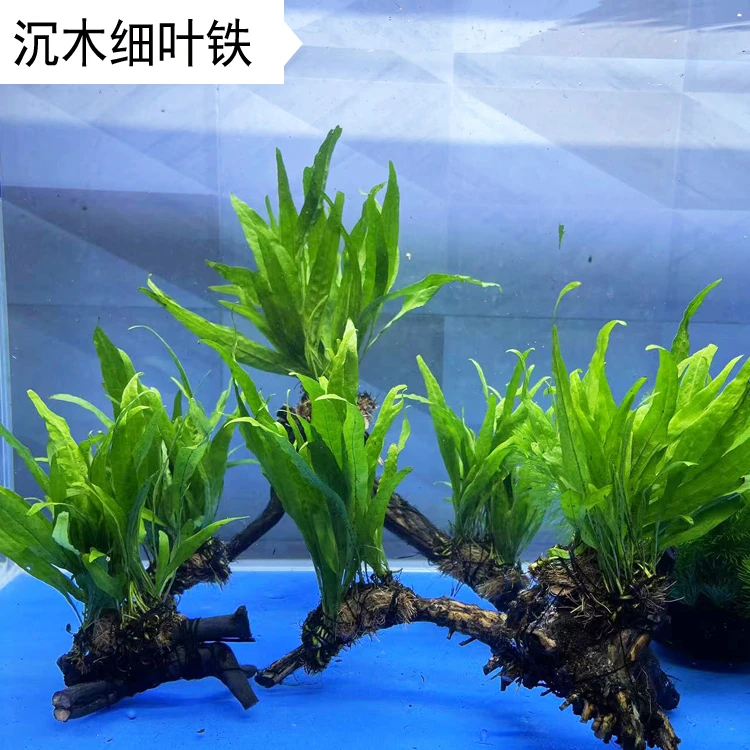 鱼缸水草细叶铁沉木真水草手工定植造景专用水族箱绿植套餐古法养
