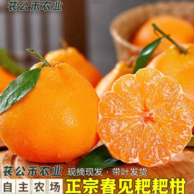 苌公禾【郡家】正宗四川春见耙耙柑新鲜热销果粒皮薄多汁细嫩爽口