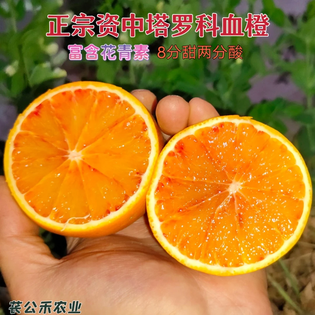 苌公禾【郡家】正宗资中塔罗科血橙新鲜自然初熟尝鲜血橙酸甜多汁