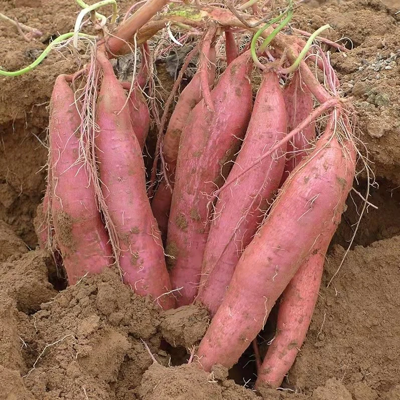 原产地板栗红薯现挖现发农家自种干面粉甜地瓜4.5斤烤红薯香甜