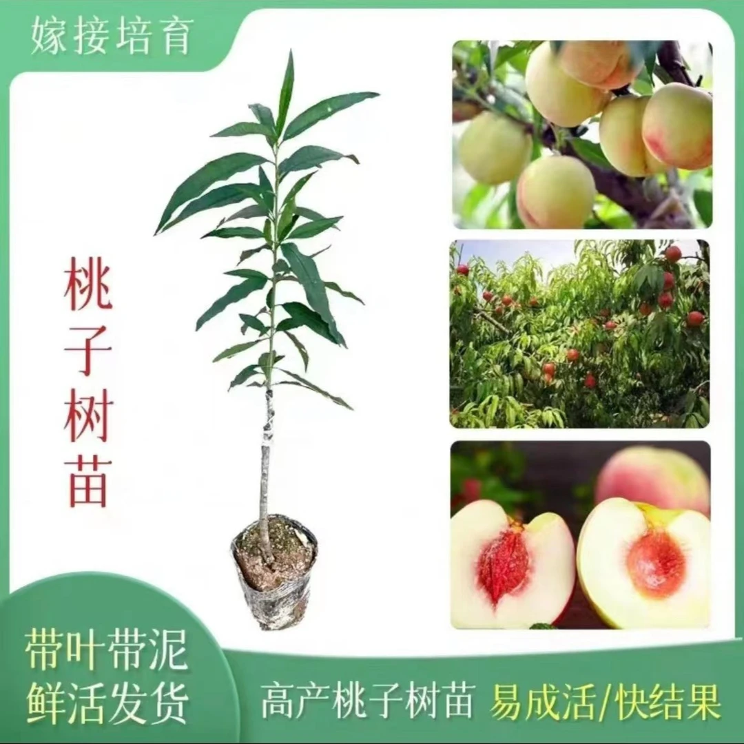 桃子树苗 水蜜桃 鹰嘴桃 耐寒耐热植物 南北方可种植盆栽春季栽培
