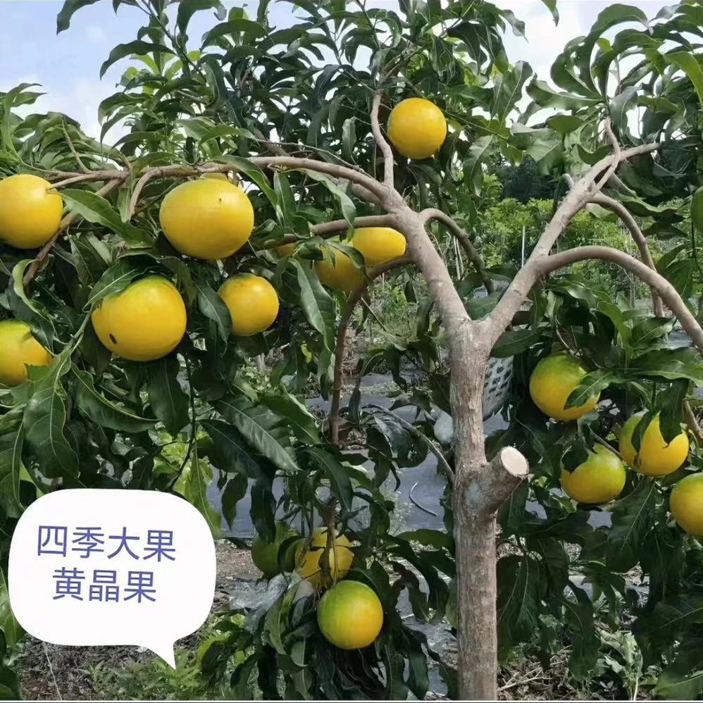 直播间一物一拍 嫁接苗 带土球发货,所见即所得。