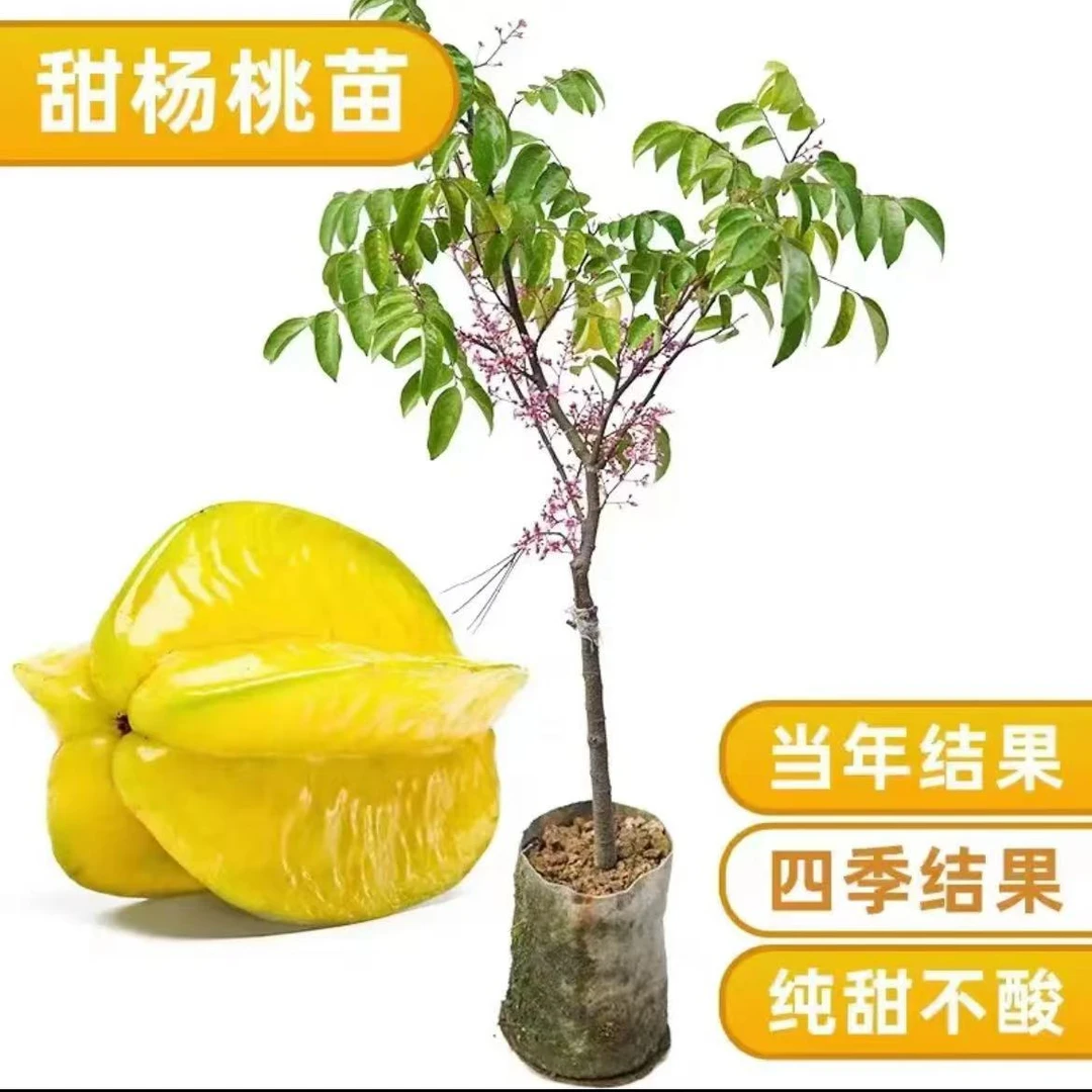 甜杨桃果树苗  b10品种 四季结果 易种植且产量高多年生开花