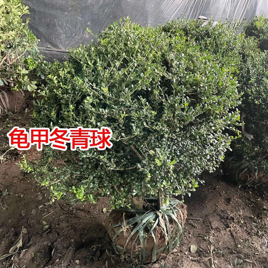 品龟甲冬青球别墅庭院耐寒四季常青绿化风景树球型植物龟甲冬青小