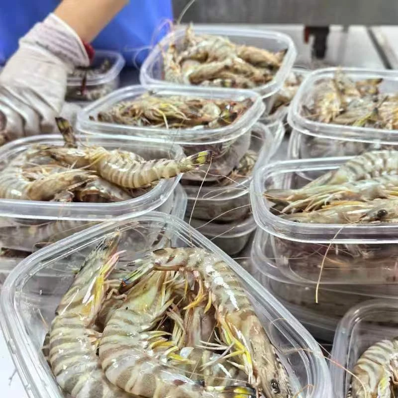 东海野生九节虾深海捕捞竹节虾新鲜肉质q弹