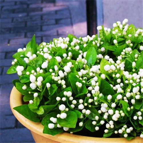 茉莉花种子100粒+盆+土+生根粉 花种子 紫茉莉花种子 四季种子