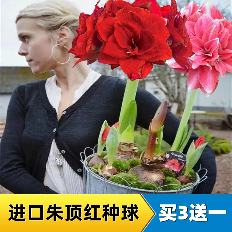 朱顶红进口重瓣种球带花苞荷兰阿弗雷鬼魅火焰黛丝花卉盆栽绿植
