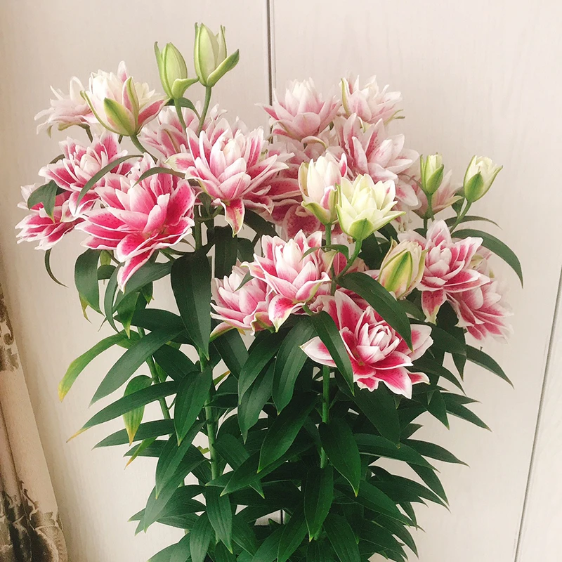 球迷花园 3个重瓣香水百合种球 进口东方百合花球花大有香味四季