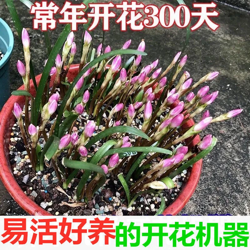 四季开花重瓣风雨兰种球风雨花葱兰韭兰庭院阳台盆栽花卉耐热耐寒