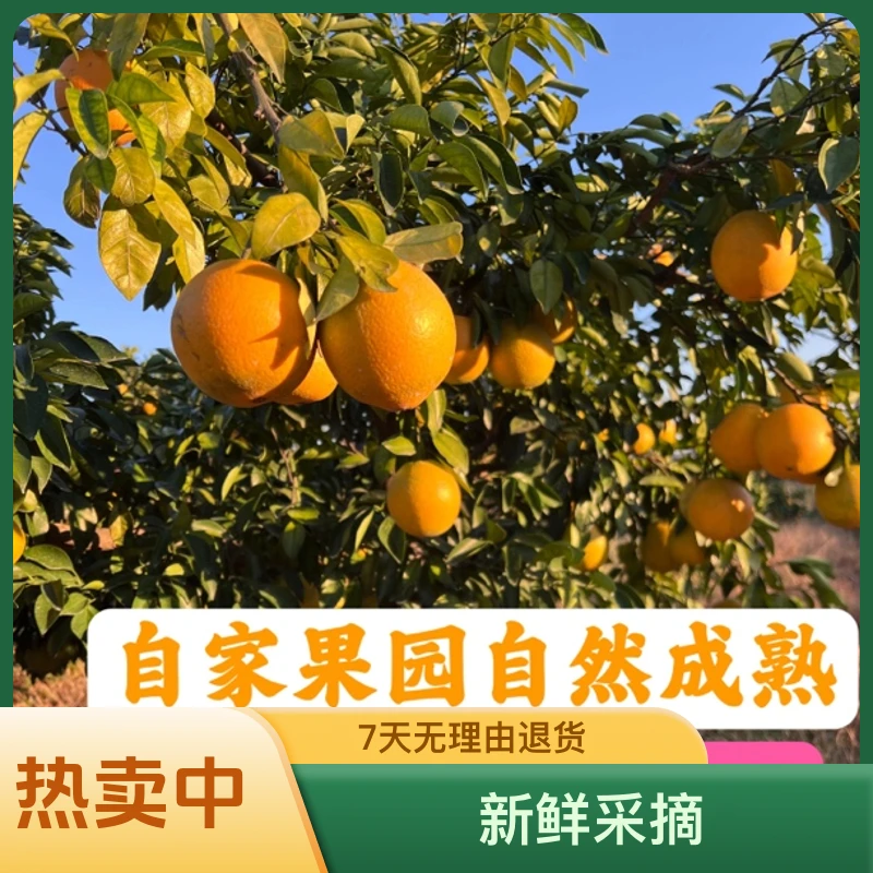 江西赣南赣州安远自家果园脐橙农家种植孕妇水果自然成熟现摘现发