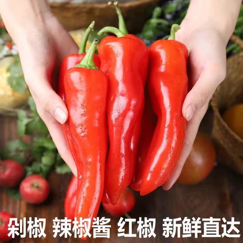 【沈巷红椒】饱满甜辣芜湖辣椒大红辣椒红泡椒红椒剁椒不辣新鲜采摘