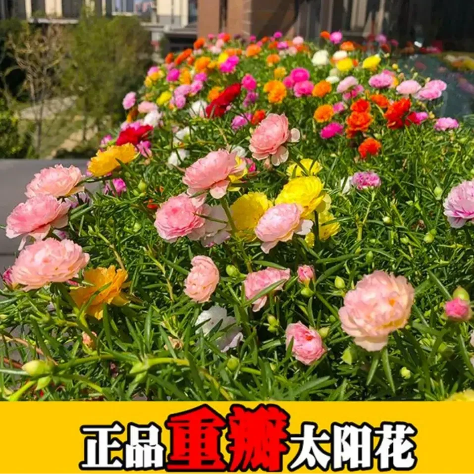 【太阳花种子】混色7色重瓣种籽四季开花易种阳台庭院花卉种子