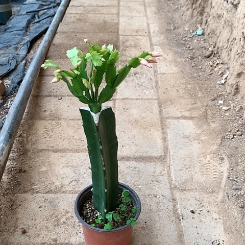 嫁接蟹爪兰：1795大花