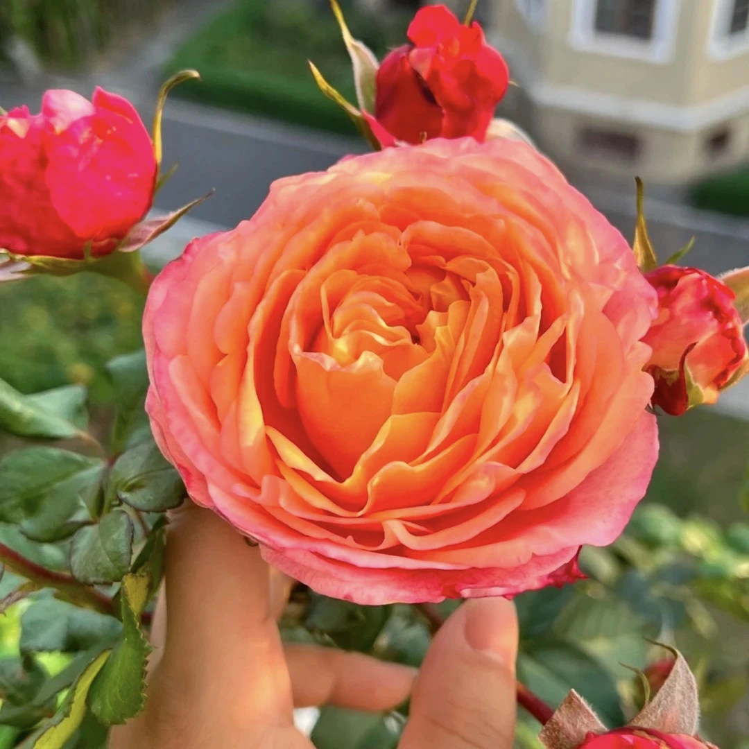 【彩虹阳台】月季月季花一盆多颗四季开花盆栽花卉阳台庭院