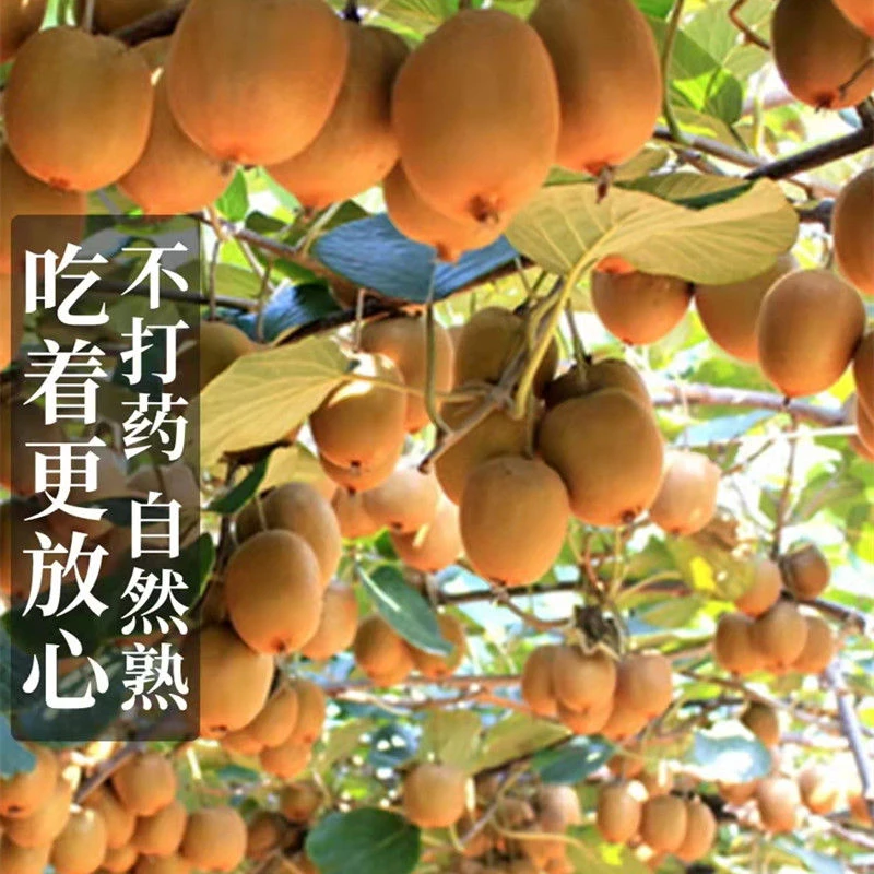 正宗猕猴桃苗黄金红心嫁接猕猴桃树苗奇异果苗南北方种植当年结果