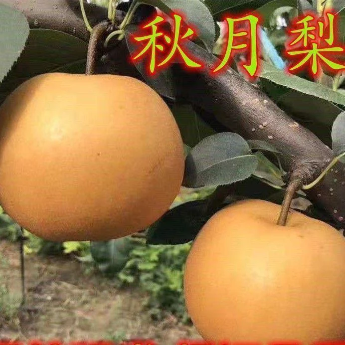 嫁接苗秋月梨树苗晚熟梨苗南方北方种植果树盆栽地栽当年结果