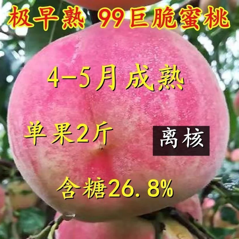 极早熟99巨脆蜜桃树苗新品种特大红蜜桃树苗嫁接五月南方北方种植