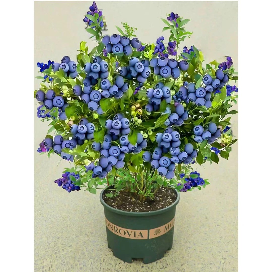 直播蓝莓树果苗带土蓝莓苗盆栽南北方种植特大阳台果树苗当年结果