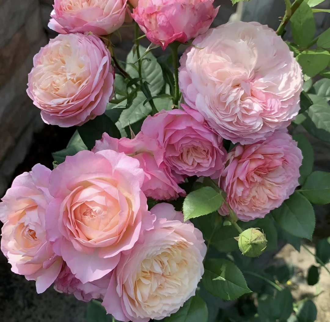 【康斯坦茨】独颗露天大花浓香 勤花丰花多季节开花阳台盆栽