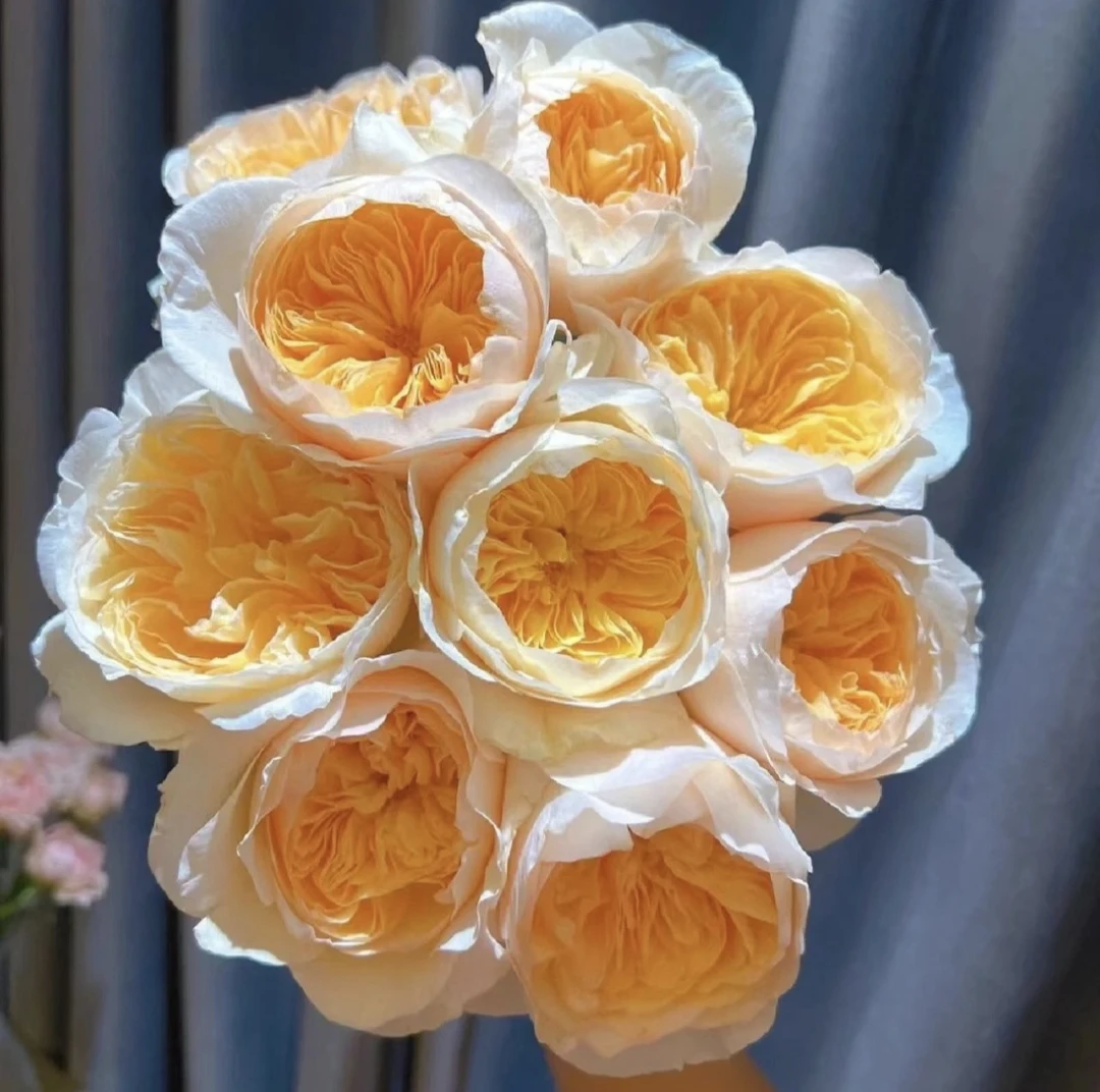 【朱丽叶】独颗露天玫瑰奥斯汀花型重瓣多季节开花庭院盆栽花苗