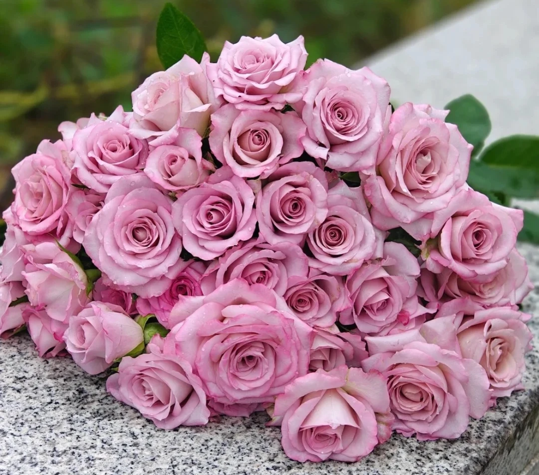 【气场】切花玫瑰 复古灰紫调四季开花阳台庭院月季花