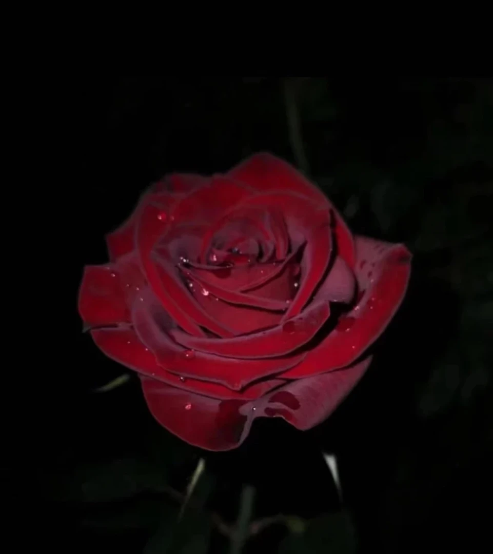 【心跳/心意】 烫头玫瑰切花月季花灌木开花盆栽庭院大花