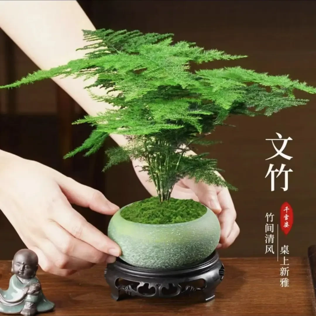 文竹盆栽植物室内花卉盆景客厅办公室桌面小绿植好养云竹四季常青