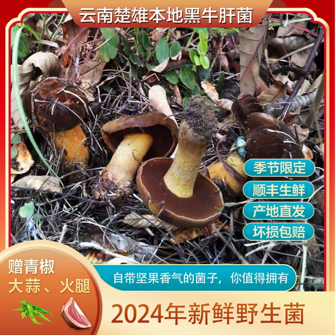 云南楚雄野生胖脚黑牛肝菌 当季现采野生菌鲜货 滑嫩脆 500g以上
