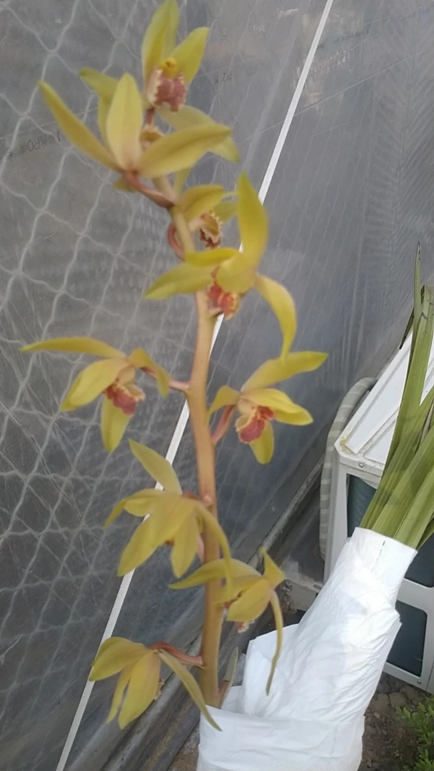 蕙兰兰花，一杆多花浓香型。