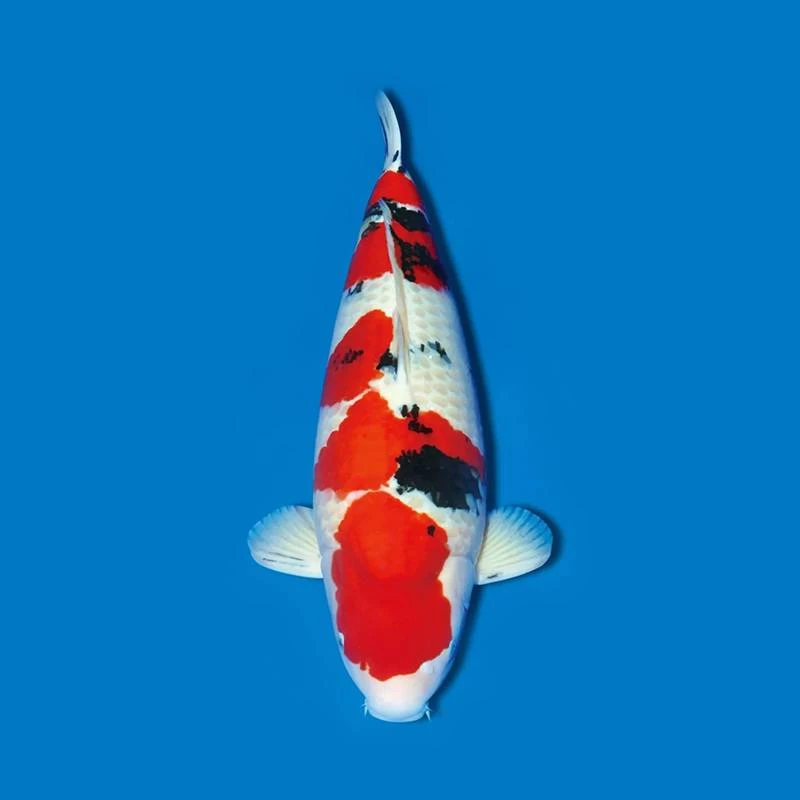 【梁少锦鲤】进口锦鲤板井红白色锦鲤-3