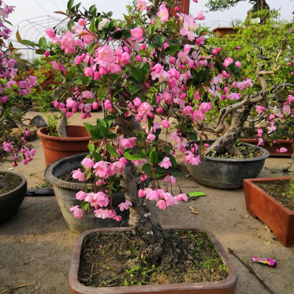 垂丝海棠带盆带花